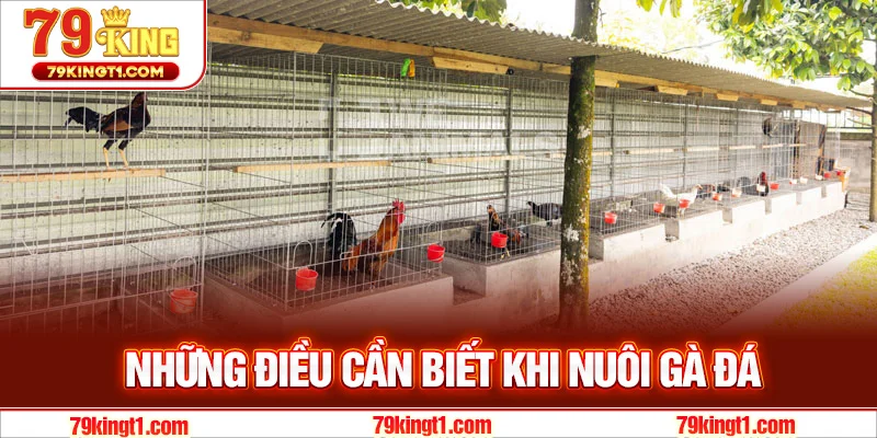 Những điều cần biết khi nuôi gà đá