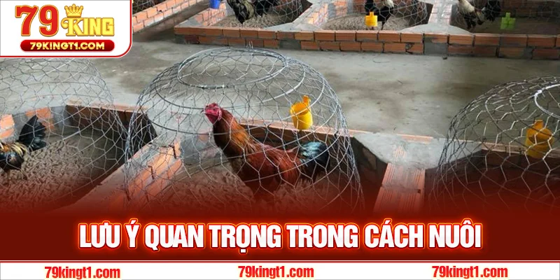 Lưu ý quan trọng trong cách nuôi