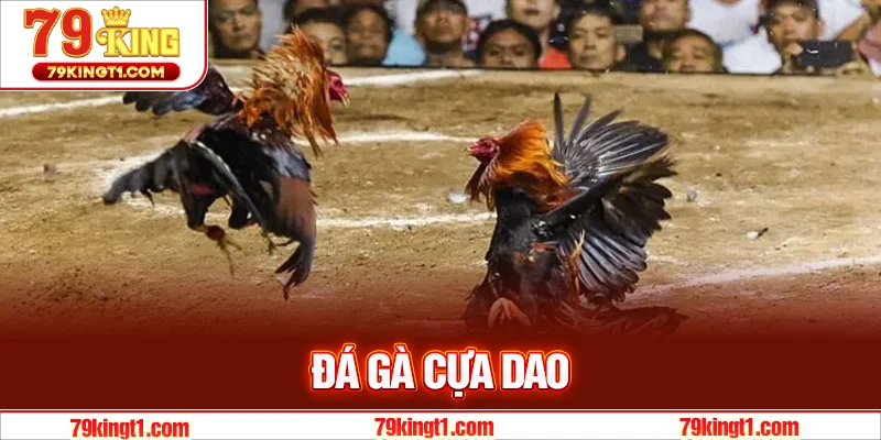 Đá Gà Cựa Dao – Trận Đấu Của Những Chiến Kê Hùng Mạnh