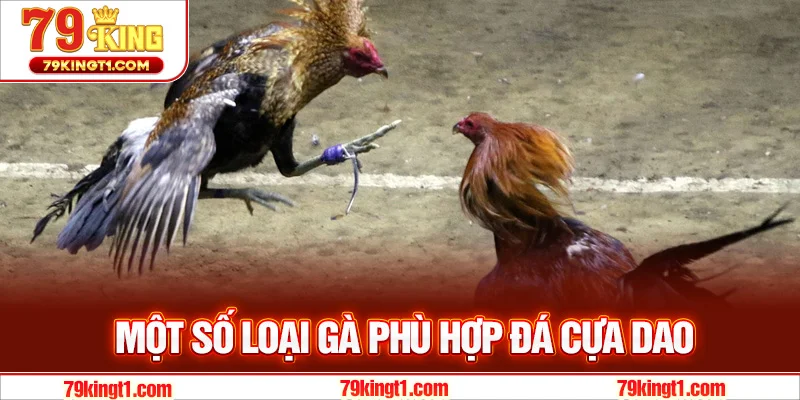 Các giống gà phù hợp để tham gia