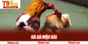 Khám Phá Sự Hấp Dẫn Của Đá Gà Mộc Bài – Trận Đấu Kịch Tính