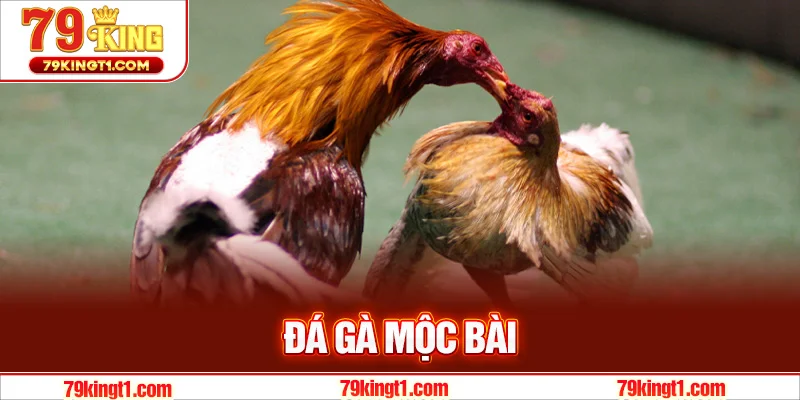 Khám Phá Sự Hấp Dẫn Của Đá Gà Mộc Bài – Trận Đấu Kịch Tính